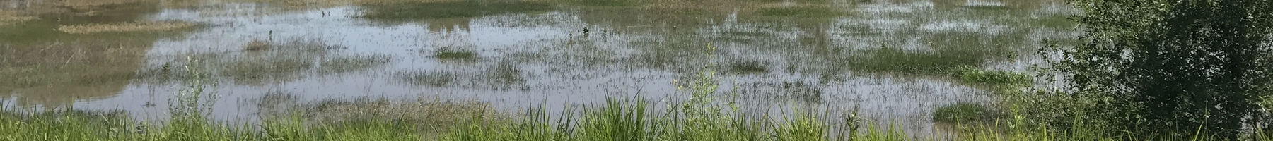 flooded field