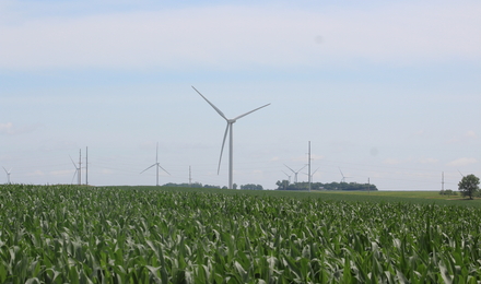 Wind farm and corn field