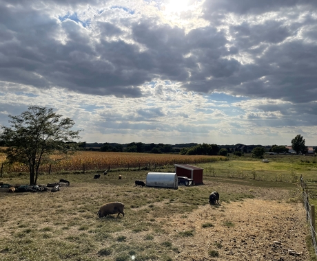 A field with hogs grazing and cloudy sky above.
