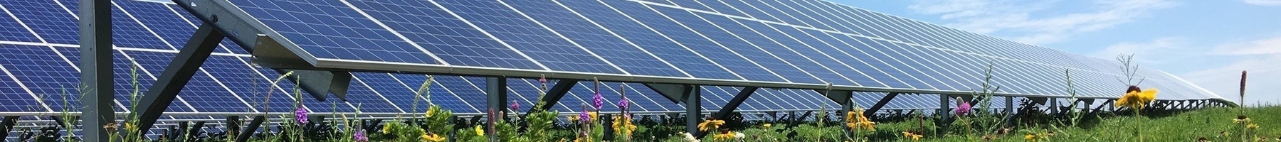 solar panels in a pollinator field