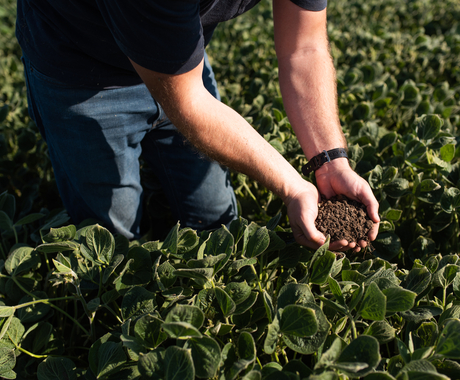 Man kneeling in field, with hands cupped, full of healthy soil. The field is full of healthy green plants.