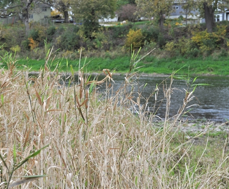 native grass with waterway in the background