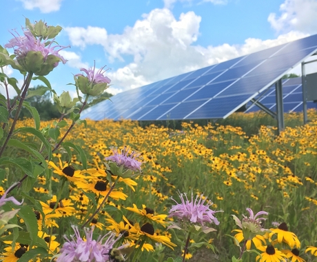 A solar panel with sunflowers and other wild flowers growing underneath