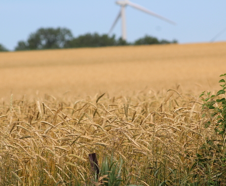 Field of wheat with trees and a wind turbine in the far background.