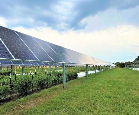 Crops planted around solar arrays in a farm field