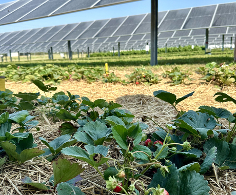 strawberry plants growing on the ground, underneath solar panels