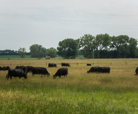 Field of green grass with black cows grazing. A fence and cottonwood trees are in the background.