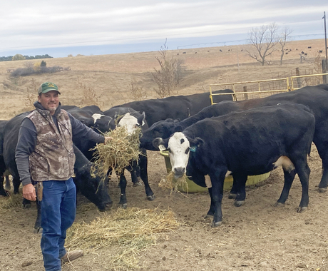 Man in jeans, camo vest, gray long sleeves, and green ball cap hold alfalfa up to a black cow with a white face. The cow has alfalfa hanging out of its mouth. In the background are several more cows and a brown pasture.