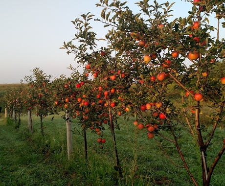 A line of red apple trees with fruit on them, on green grass with a light blue skyline in the background