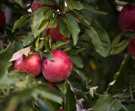 Manzanas rojas colgando de un árbol rodeadas de hojas verdes