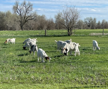 Flock of a dozen goats with white hair and long floppy ears grazing in a lush green field.