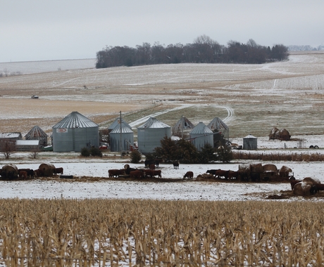 Wintery farm place with cows and grain bins