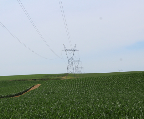 Transmission line in cornfield