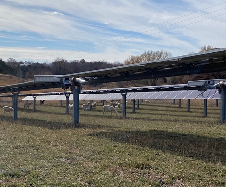 Animals grazing in a field with solar panels