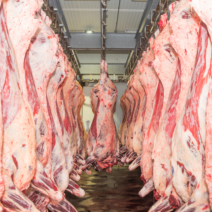 Skinned animals hanging in a meat locker/cooler space