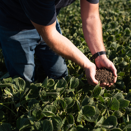 Man kneeling in field, with hands cupped, full of healthy soil. The field is full of healthy green plants.