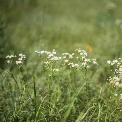 A piece of native prairie land is pictured with small white flowers as a focal point.