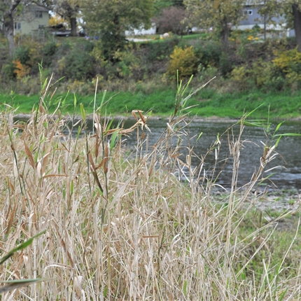 hierba nativa con canal en el fondo