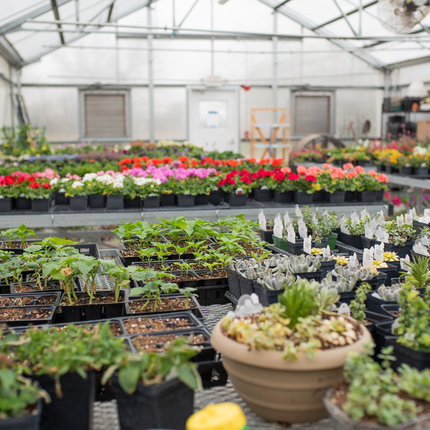 Large green house with a variety of plants on tables.