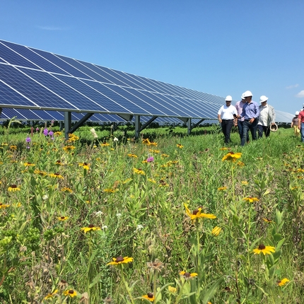 Image of solar panels to the left and people in white hard hats walking on prairie flowers in between the solar panels