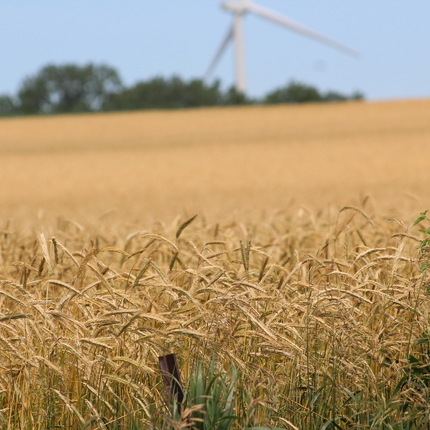 Field of wheat with trees and a wind turbine in the far background.