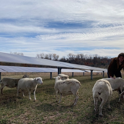 Dona que treballa amb ovelles pasturant en un lloc solar
