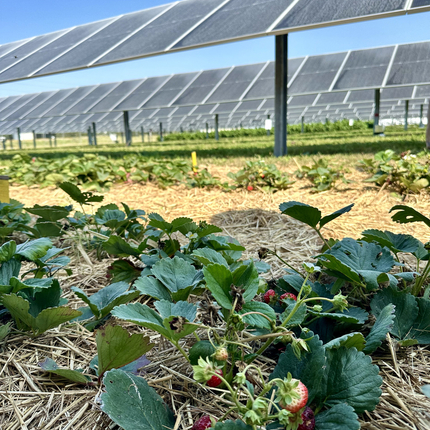 strawberry plants growing on the ground, underneath solar panels