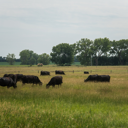 Field of green grass with black cows grazing. A fence and cottonwood trees are in the background.