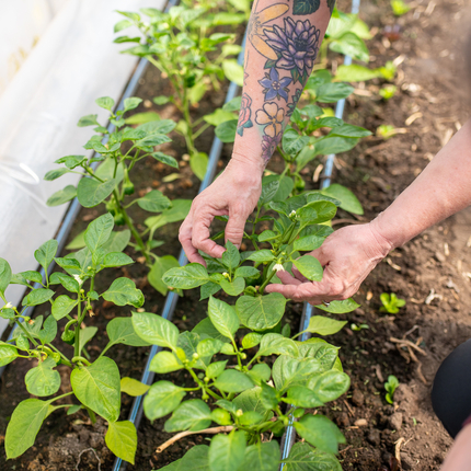 A white woman's hands are reaching down to hold a green plant on a row of plants inside a greenhouse, while another person observes.