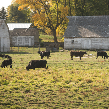 Seven head of cattle graze on grassy fields in front of several old white buildings near a tree line.