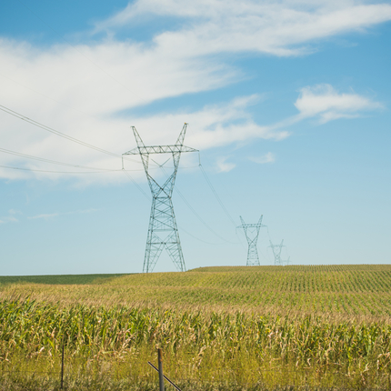 A transmission line between a corn field and a bean field. You can see four posts of the transmission line, fading into the background.