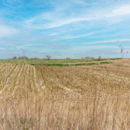 Brown field with blue sky above