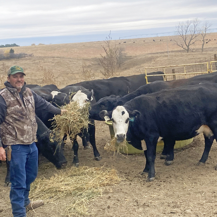 Man in jeans, camo vest, gray long sleeves, and green ball cap hold alfalfa up to a black cow with a white face. The cow has alfalfa hanging out of its mouth. In the background are several more cows and a brown pasture.