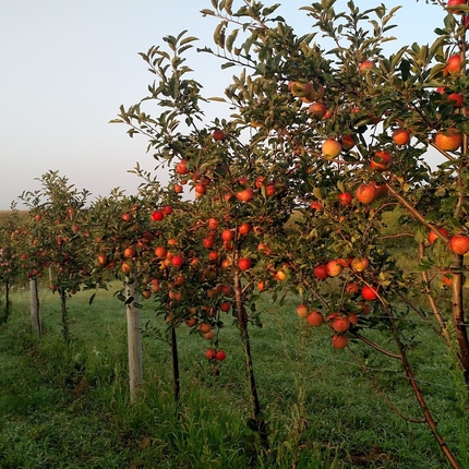 Una hilera de manzanos rojos con frutas sobre césped verde y un horizonte azul claro de fondo.