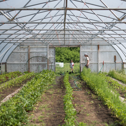 Casa de cèrcol amb hortalisses que creixen a l'interior