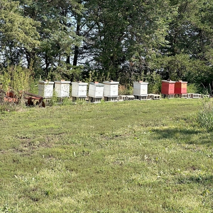 Eight beehives on top of cinder blocks sit near a line of trees, six of the boxes are white and two of them are red.
