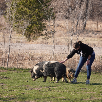 Dona en una pastura, tocant l'esquena d'un porc
