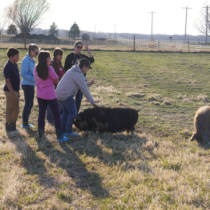 Grup de persones dempeus en una pastura, un individu acariciant un porc