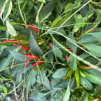 Planta de pebrot vermell en un jardí
