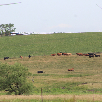 Vaques a pastures amb aerogeneradors al darrere