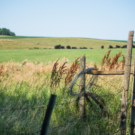 Fence and pasture