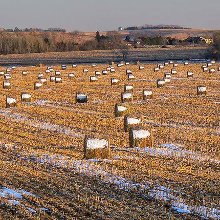 Snowy stalk bales