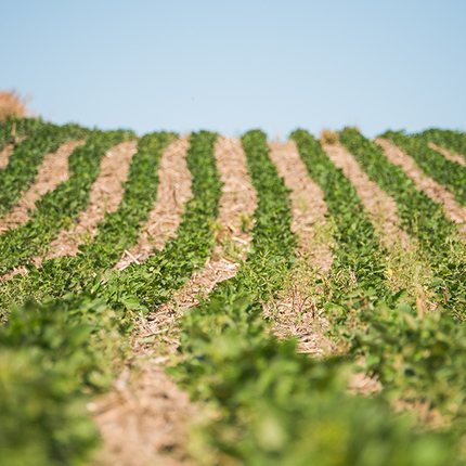 Rows of green soybean plants in a field with a light blue sky above.