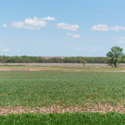 Crop field