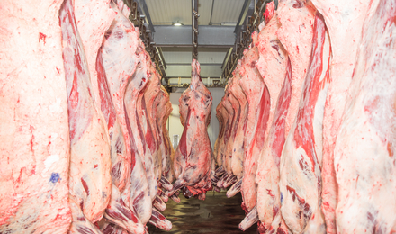 Carn penjada dels ganxos en una nevera en una petita planta de processament de carn