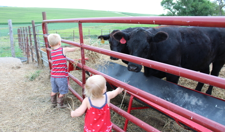 nens alimentant vaques