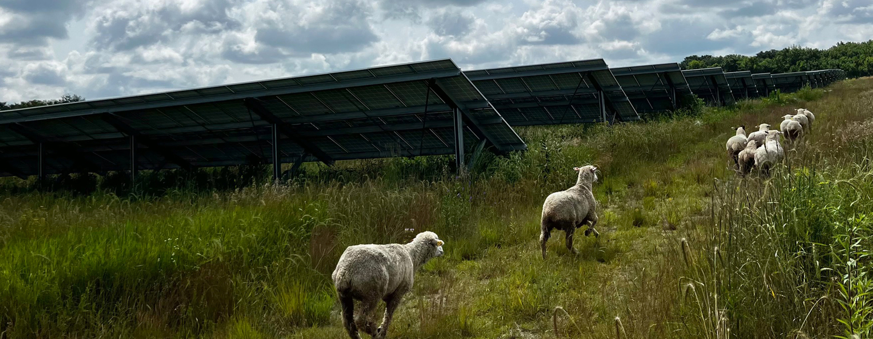 Sheep run alongside solar panels in a green pasture with blue cloudy sky.