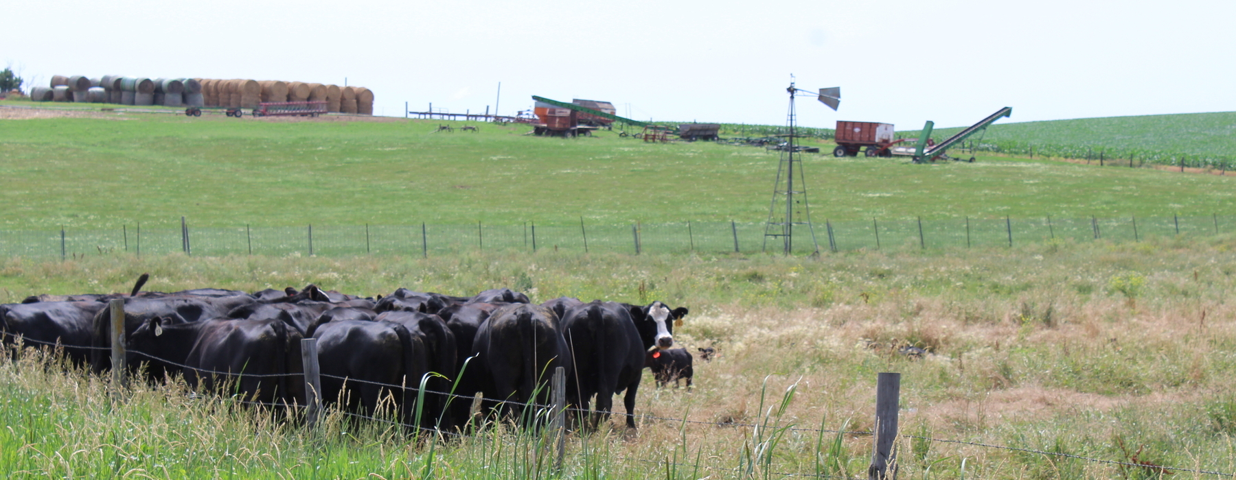 Vaques a pastures