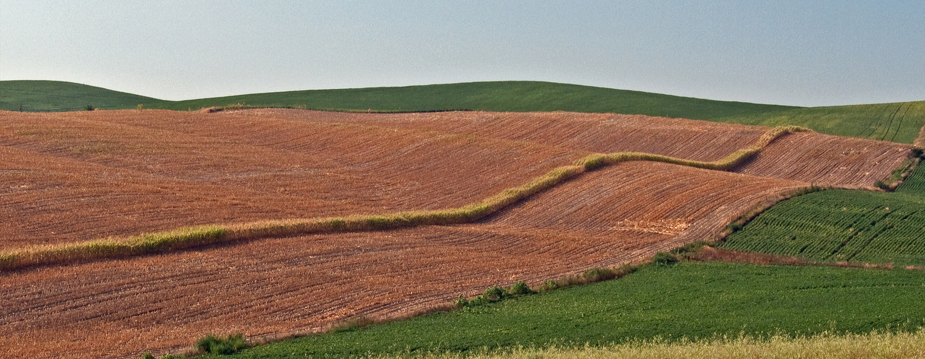 Insurance crop stands alone in a corn field.