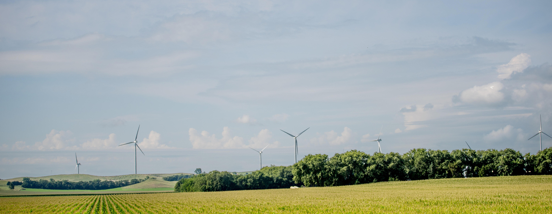 Wind turbines stand against blue sky with row crops in front of them.